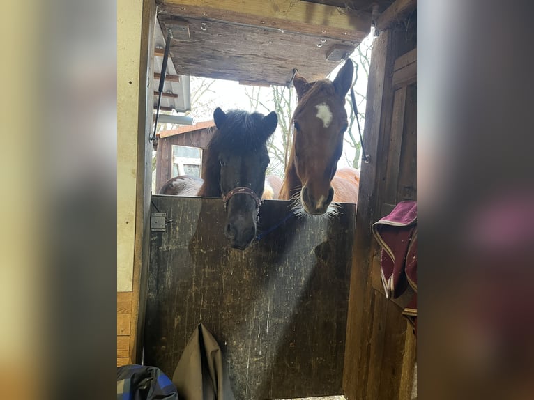 Islandpferd Stute 19 Jahre 135 cm Rappe in Mainleus