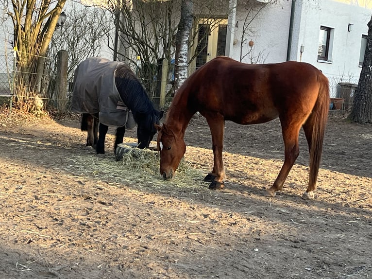 Islandpferd Stute 19 Jahre 135 cm Rappe in Mainleus