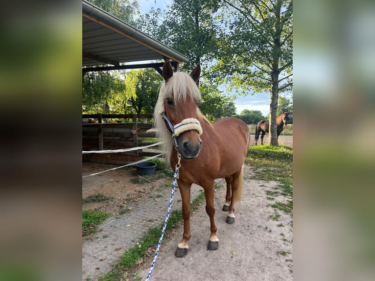 Islandpferd Stute 19 Jahre 138 cm Rotfuchs in Ahrensburg