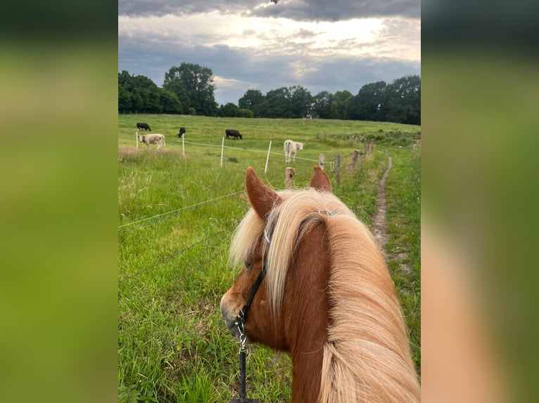 Islandpferd Stute 19 Jahre 138 cm Rotfuchs in Ahrensburg