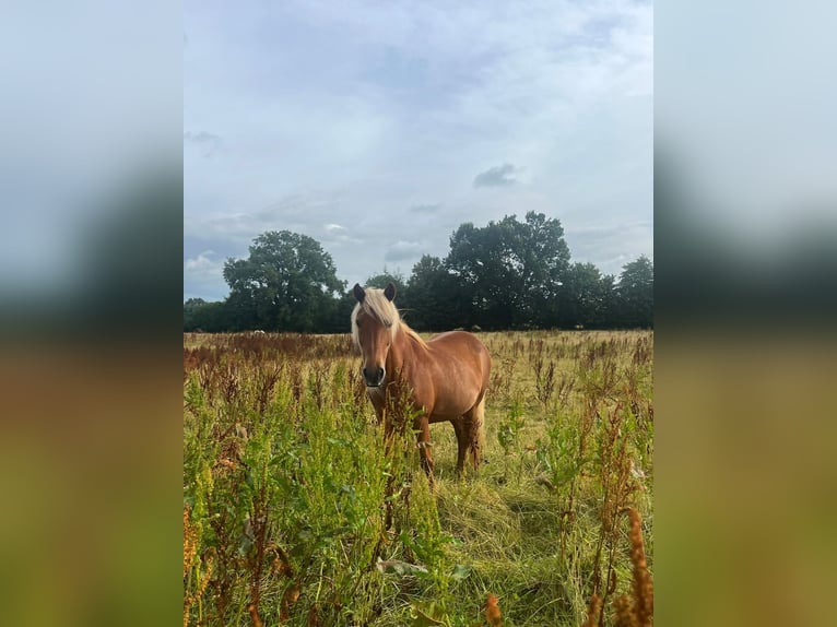 Islandpferd Stute 19 Jahre 138 cm Rotfuchs in Ahrensburg