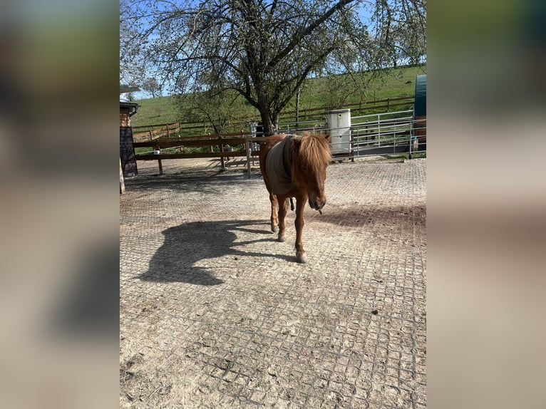 Islandpferd Stute 19 Jahre 139 cm Fuchs in Diemarden, Göttingen