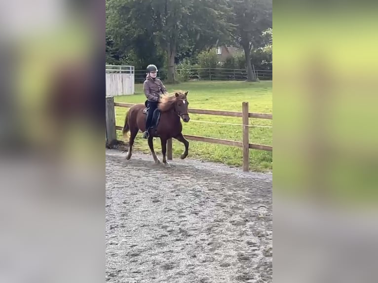 Islandpferd Stute 19 Jahre 139 cm Fuchs in Diemarden, Göttingen