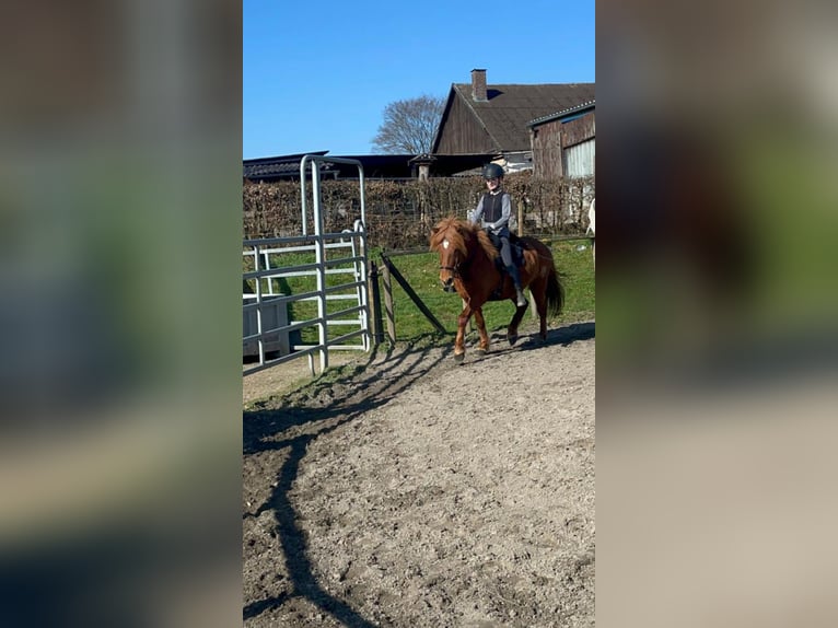 Islandpferd Stute 19 Jahre 139 cm Fuchs in Diemarden, Göttingen