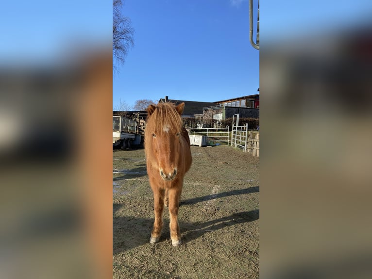 Islandpferd Stute 19 Jahre 139 cm Fuchs in Diemarden, Göttingen