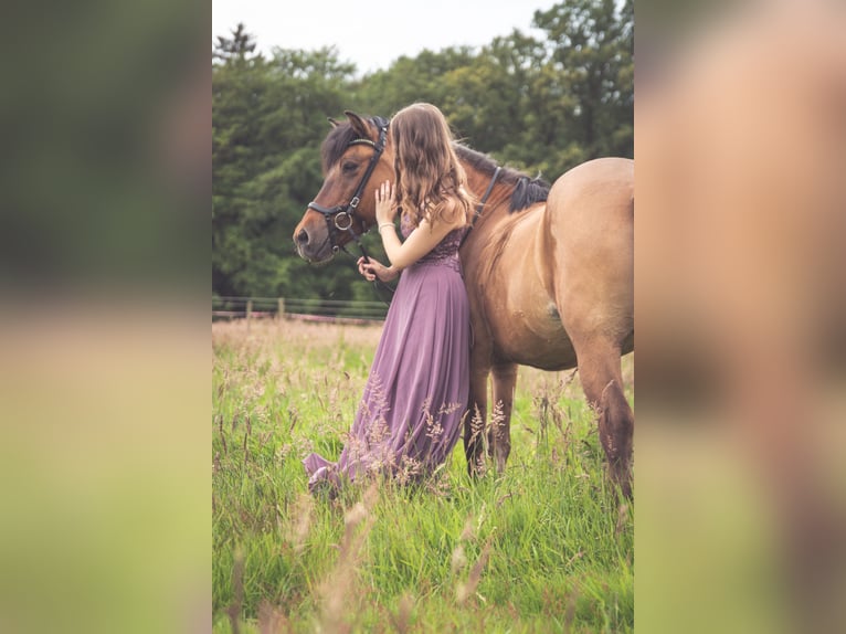 Islandpferd Stute 19 Jahre 140 cm in Neuenkirchen