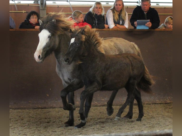 Islandpferd Stute 19 Jahre 142 cm Braunfalbschimmel in De Rijp