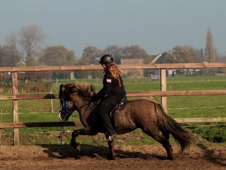Islandpferd Stute 19 Jahre 142 cm Braunfalbschimmel in De Rijp