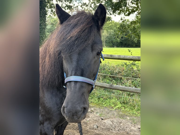 Islandpferd Stute 19 Jahre 143 cm Rappe in Wingst Islandpferd Stute 19 Jahre 143 cm Rappe in Wingst