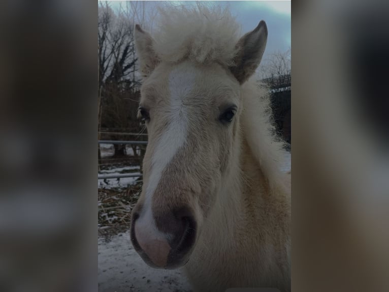 Islandpferd Stute 1 Jahr 100 cm White in Bottrop