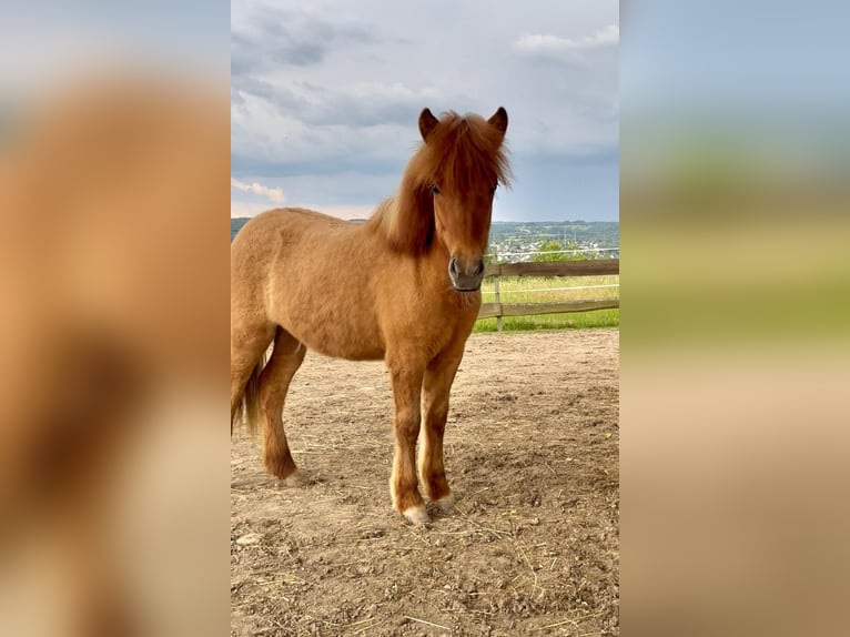 Islandpferd Stute 1 Jahr 138 cm Falbe in Eitorf
