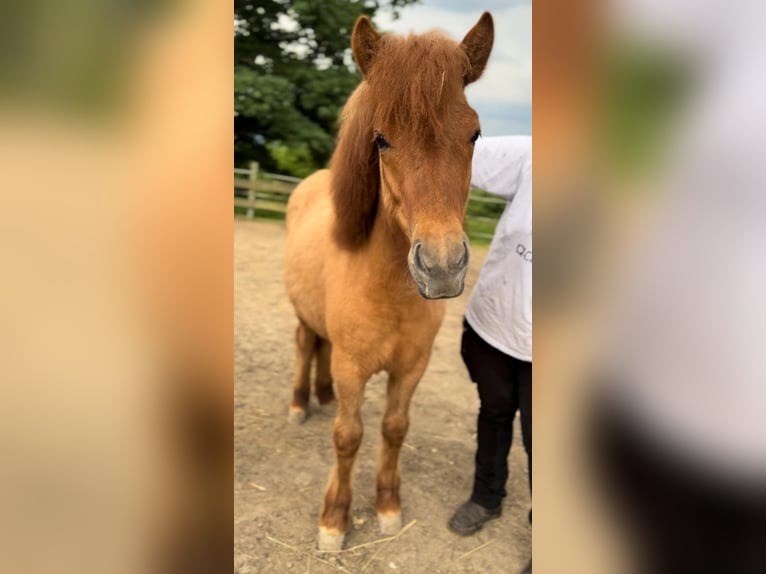 Islandpferd Stute 1 Jahr 138 cm Falbe in Eitorf