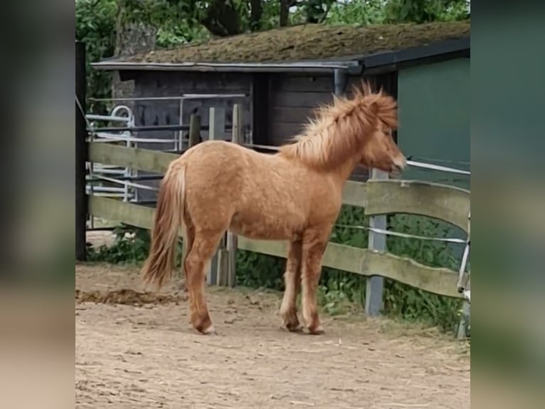 Islandpferd Stute 1 Jahr 138 cm Falbe in Eitorf