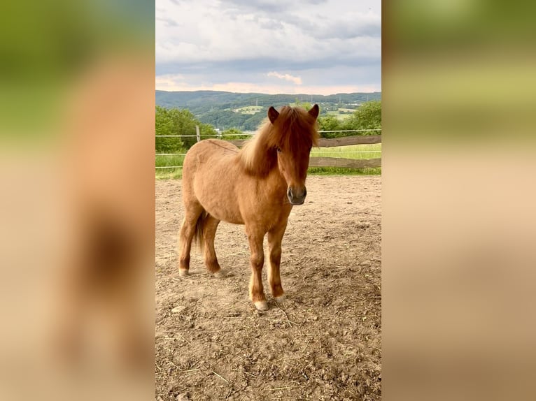 Islandpferd Stute 1 Jahr 138 cm Falbe in Eitorf