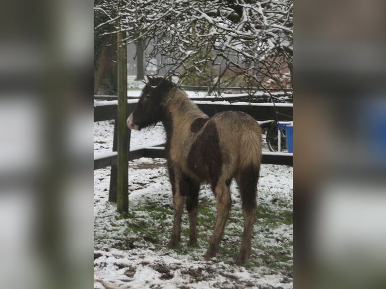 Islandpferd Stute 1 Jahr 138 cm Schecke in Südlohn