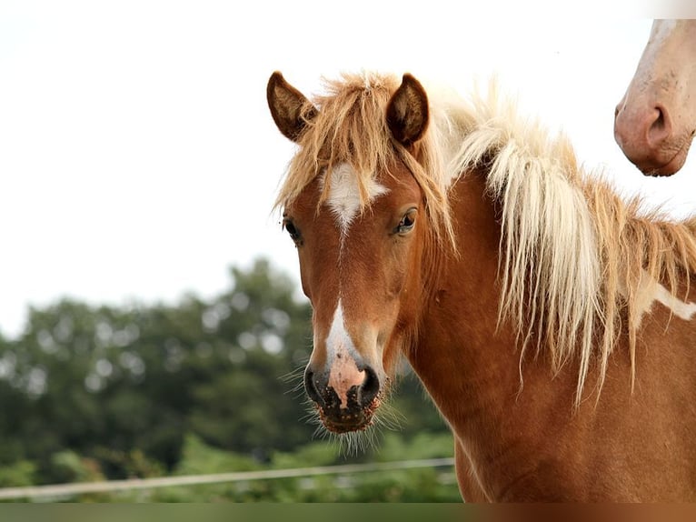 Islandpferd Stute 1 Jahr 138 cm Tobiano-alle-Farben in GOVEN