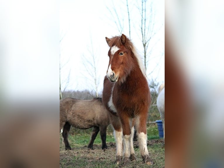 Islandpferd Stute 1 Jahr 138 cm Tobiano-alle-Farben in GOVEN