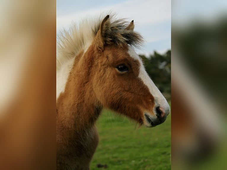 Islandpferd Stute 1 Jahr 139 cm Tobiano-alle-Farben in GOVEN