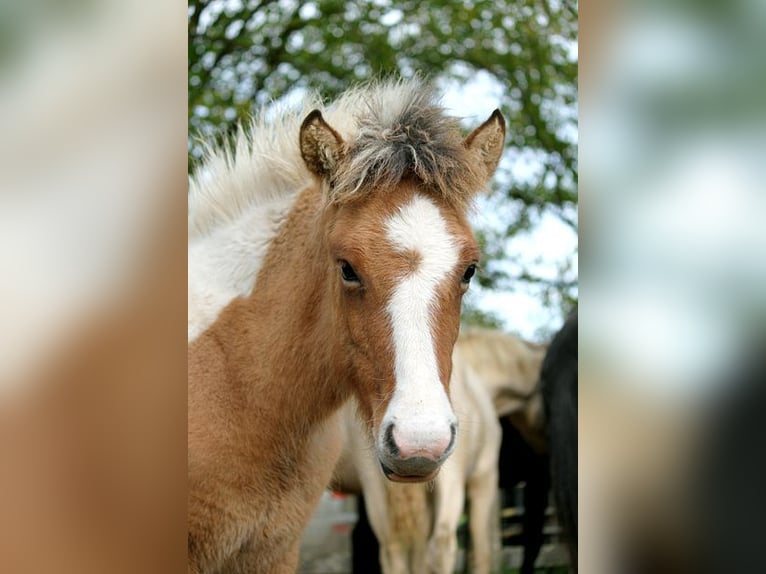 Islandpferd Stute 1 Jahr 139 cm Tobiano-alle-Farben in GOVEN