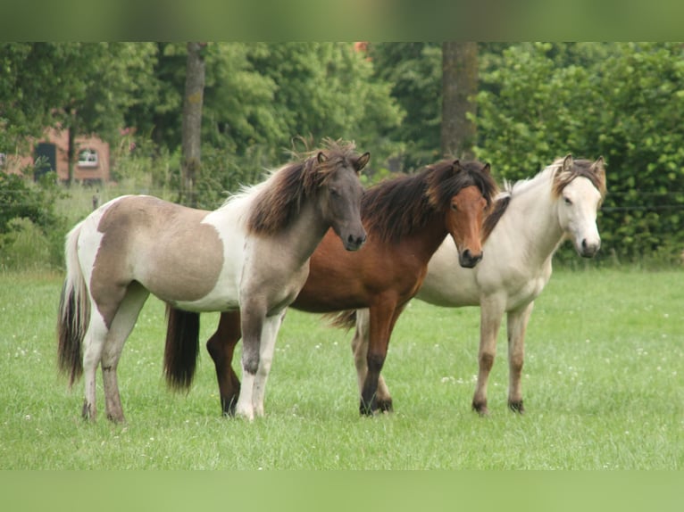 Islandpferd Stute 1 Jahr 140 cm Brauner in Winterswijk Kotten