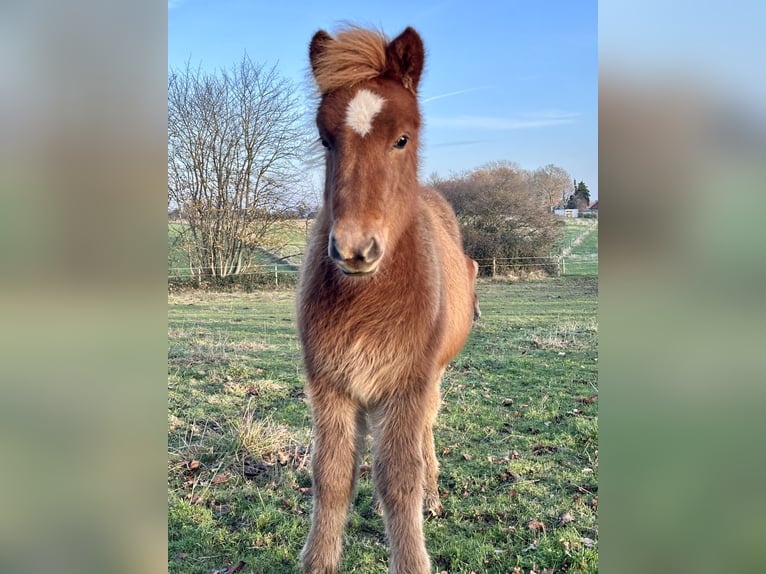 Islandpferd Stute 1 Jahr 140 cm Fuchs in Hohenfelde