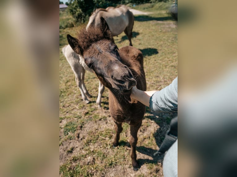 Islandpferd Stute 1 Jahr 140 cm Rappe in Lehmrade