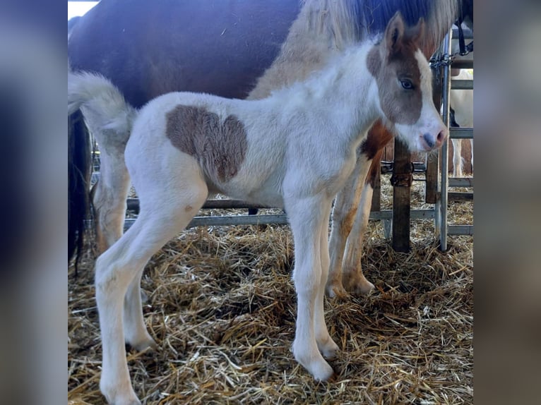 Islandpferd Stute 1 Jahr 140 cm Schecke in Saarland