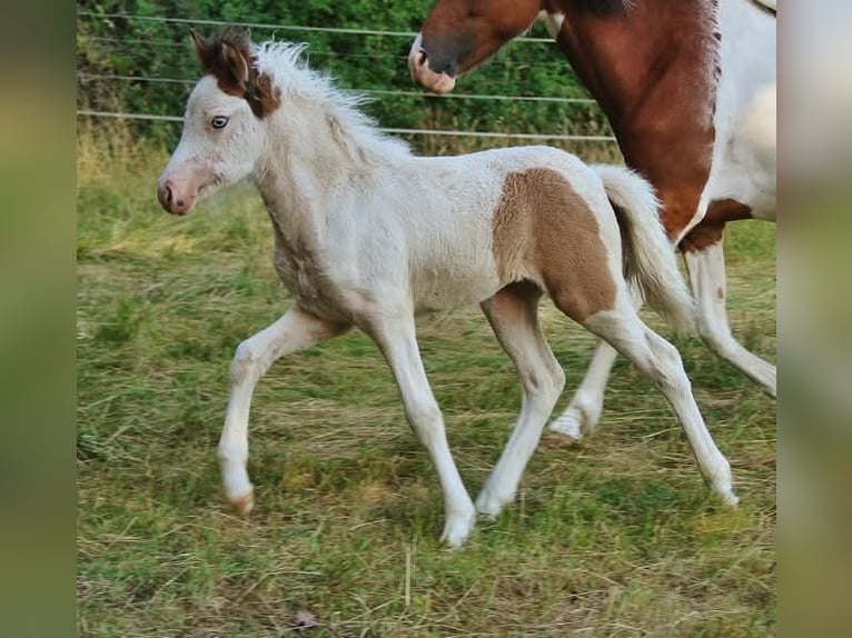 Islandpferd Stute 1 Jahr 140 cm Schecke in Saarland