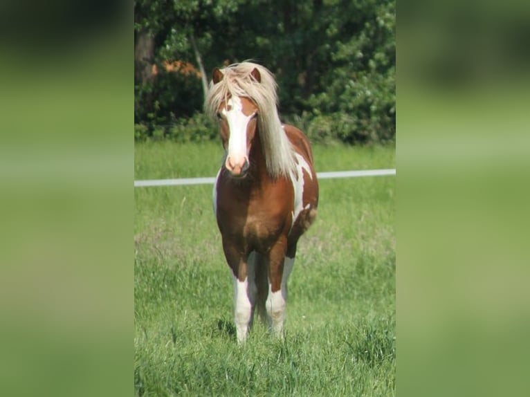 Islandpferd Stute 1 Jahr 140 cm Tobiano-alle-Farben in Winterswijk Kotten
