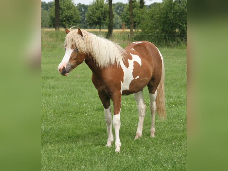 Islandpferd Stute 1 Jahr 140 cm Tobiano-alle-Farben in Winterswijk Kotten