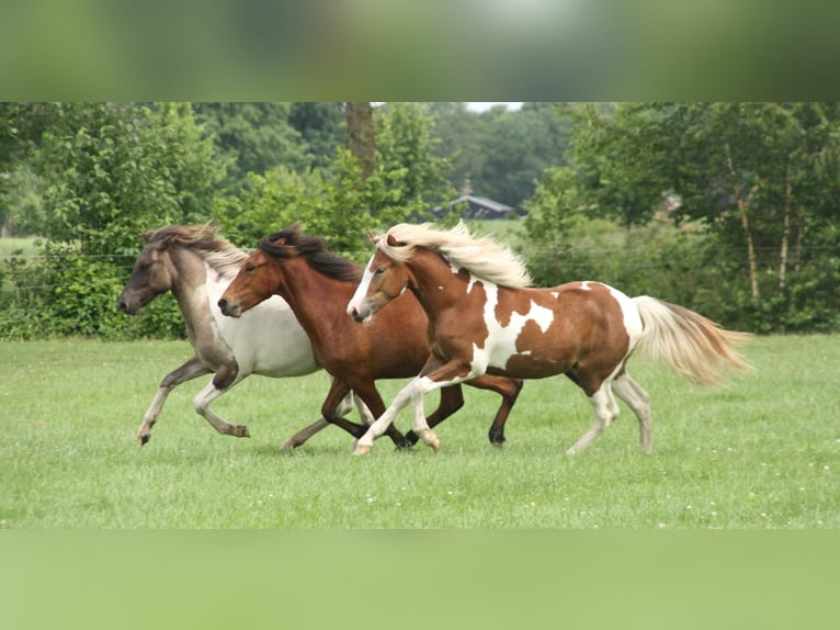 Islandpferd Stute 1 Jahr 140 cm Tobiano-alle-Farben in Winterswijk Kotten