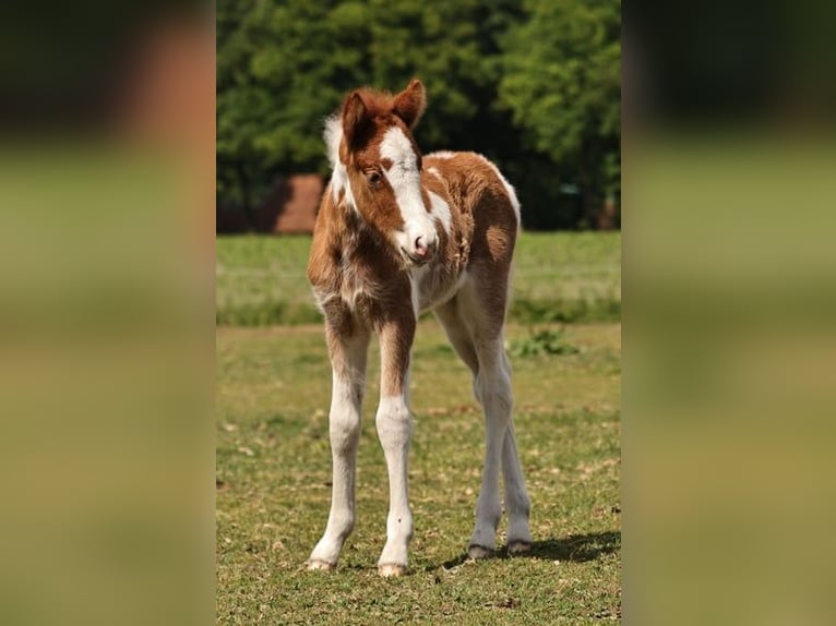 Islandpferd Stute 1 Jahr 140 cm Tobiano-alle-Farben in Winterswijk Kotten