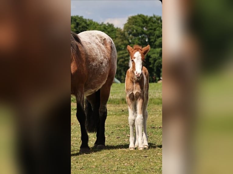 Islandpferd Stute 1 Jahr 140 cm Tobiano-alle-Farben in Winterswijk Kotten
