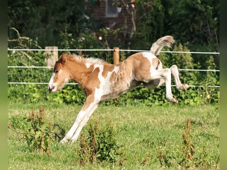 Islandpferd Stute 1 Jahr 140 cm Tobiano-alle-Farben in Winterswijk Kotten