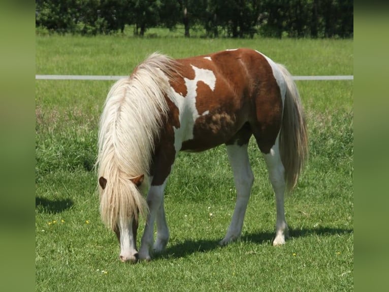 Islandpferd Stute 1 Jahr 140 cm Tobiano-alle-Farben in Winterswijk Kotten