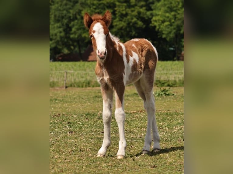 Islandpferd Stute 1 Jahr 140 cm Tobiano-alle-Farben in Winterswijk Kotten