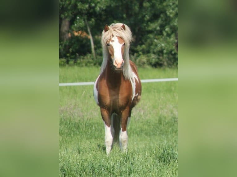 Islandpferd Stute 1 Jahr 140 cm Tobiano-alle-Farben in Winterswijk Kotten