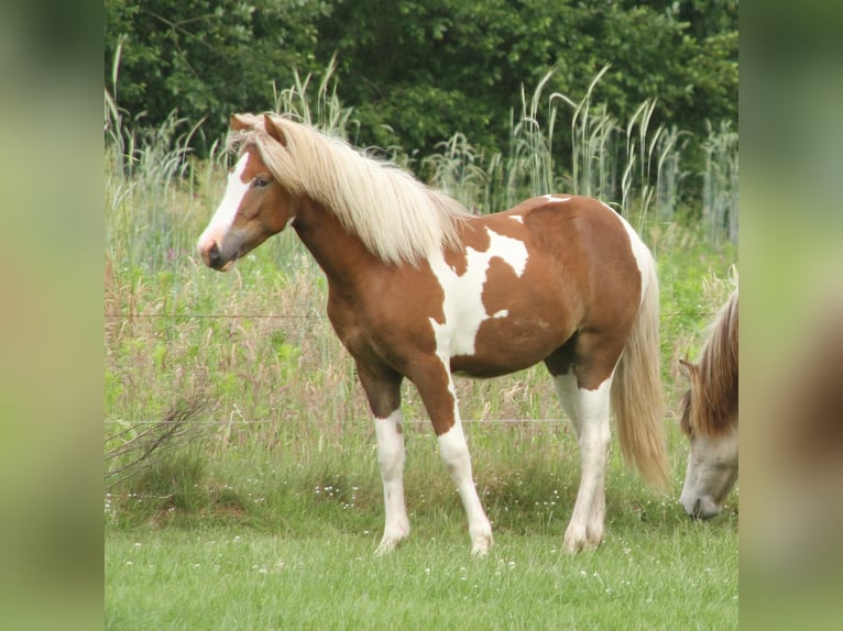 Islandpferd Stute 1 Jahr 140 cm Tobiano-alle-Farben in Winterswijk Kotten