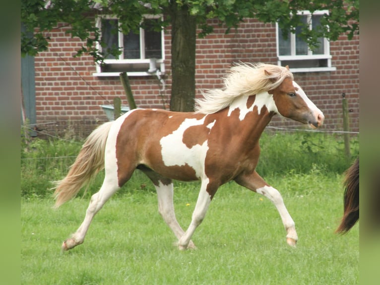 Islandpferd Stute 1 Jahr 140 cm Tobiano-alle-Farben in Winterswijk Kotten