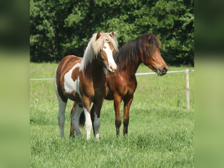 Islandpferd Stute 1 Jahr 140 cm Tobiano-alle-Farben in Winterswijk Kotten