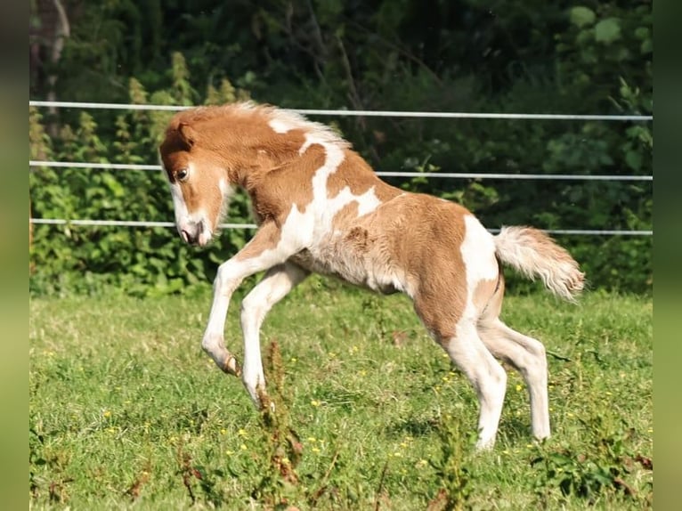 Islandpferd Stute 1 Jahr 140 cm Tobiano-alle-Farben in Winterswijk Kotten