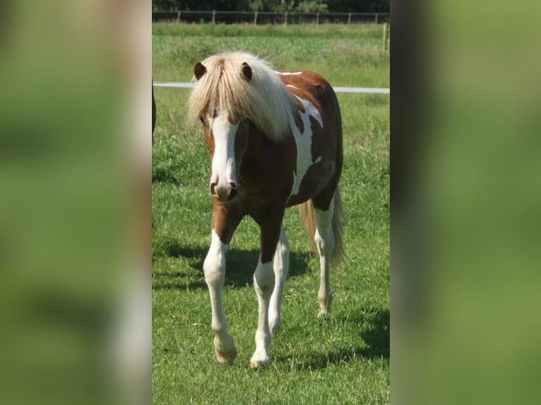 Islandpferd Stute 1 Jahr 140 cm Tobiano-alle-Farben in Winterswijk Kotten