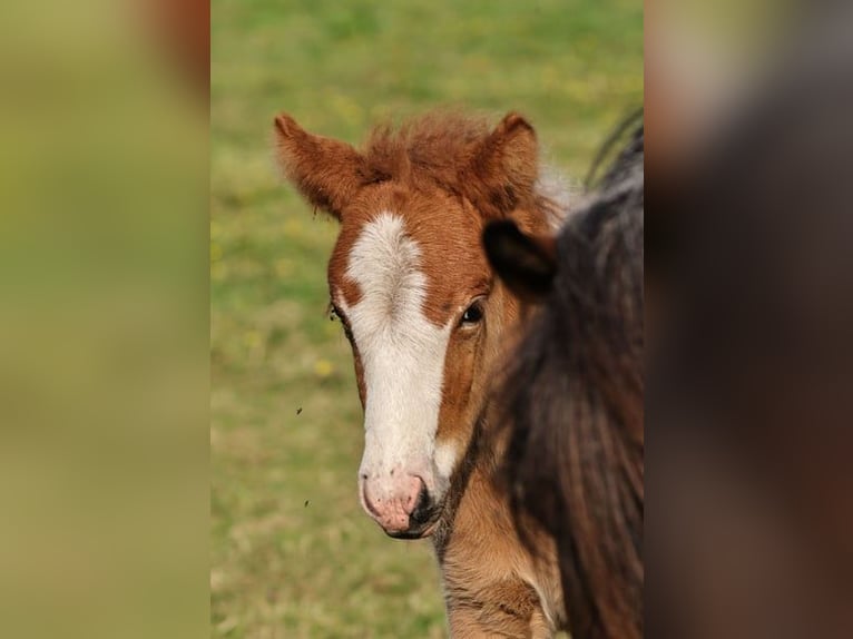 Islandpferd Stute 1 Jahr 140 cm Tobiano-alle-Farben in Winterswijk Kotten