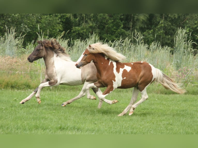 Islandpferd Stute 1 Jahr 140 cm Tobiano-alle-Farben in Winterswijk Kotten