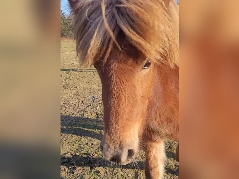 Islandpferd Stute 1 Jahr 142 cm Fuchs in Sankt Peter-Ording
