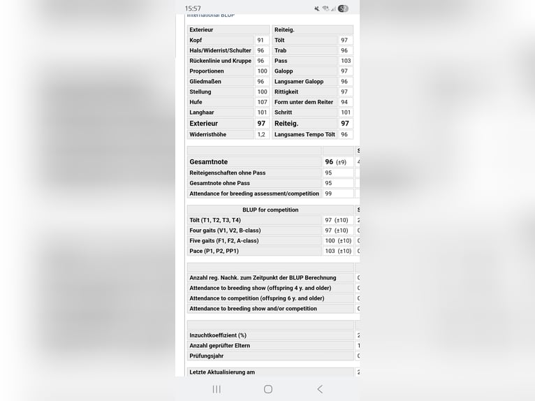 Islandpferd Stute 1 Jahr 143 cm Fuchs in Bielefeld