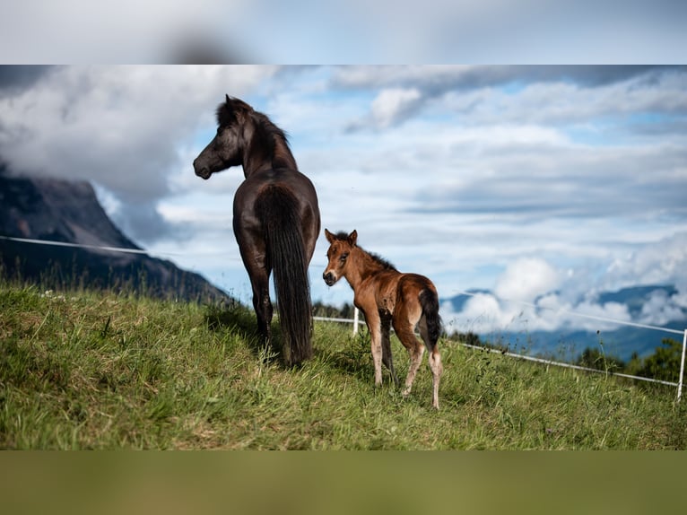 Islandpferd Stute 1 Jahr 145 cm Brauner in Kreublach
