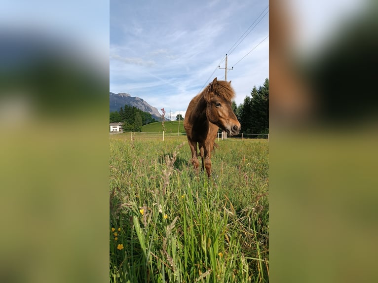 Islandpferd Stute 1 Jahr 145 cm Brauner in Kreublach