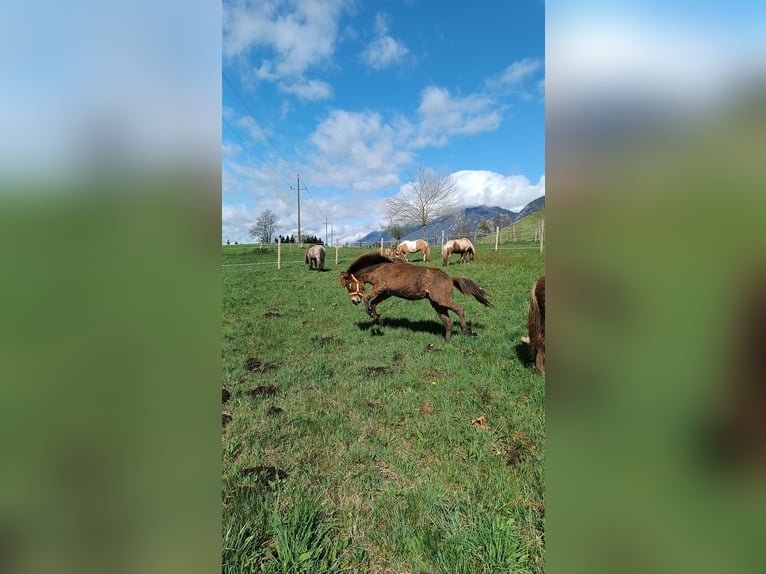 Islandpferd Stute 1 Jahr 145 cm Brauner in Kreublach