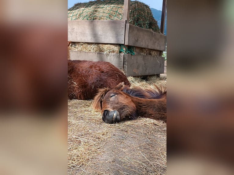 Islandpferd Stute 1 Jahr 145 cm Brauner in Kreublach